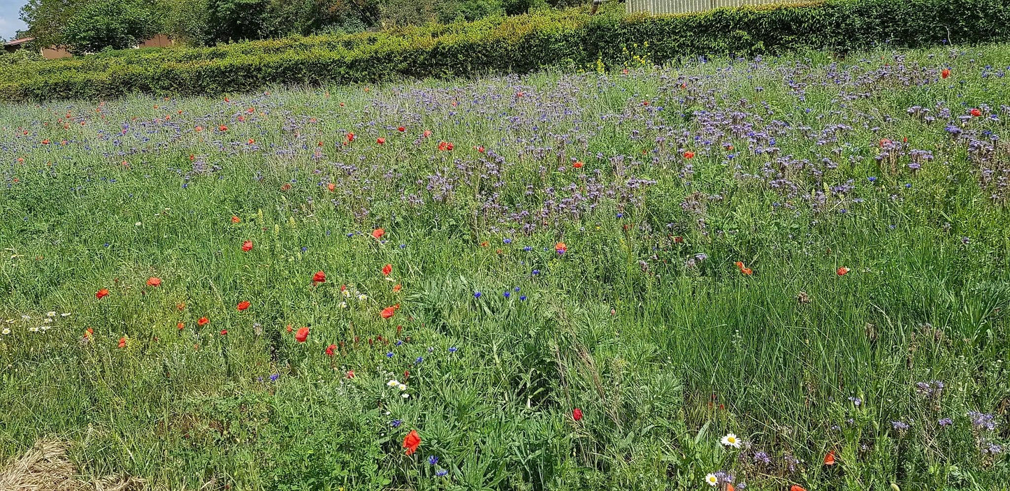 Blühpatenschaft 50m² - Insektenschutz mit Honig-Dankeschön - Bienenhof-Keil-Shop