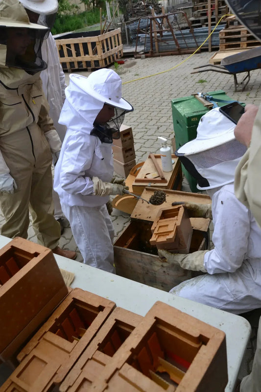 Teilnehmer einer Bienenführung in weißen Schutzanzügen schauen in geöffnete Bienenkästen