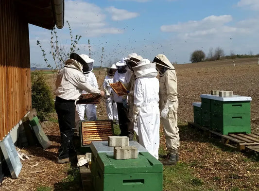 Gruppe in Imkerschutzkleidung betrachtet Wabenrähmchen an einem geöffneten Bienenstock.