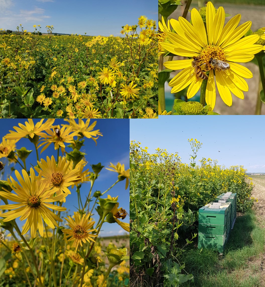 Fotocollage mit gelb blühenden Silphie-Feldern, Bienen auf einer Silphie-Blüte und Bienenkästen am Feldrand.