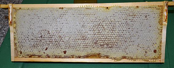 Verdeckelte Honigwabe in einem Holzrähmchen mit hellen Wachsdeckeln über den Honigzellen.