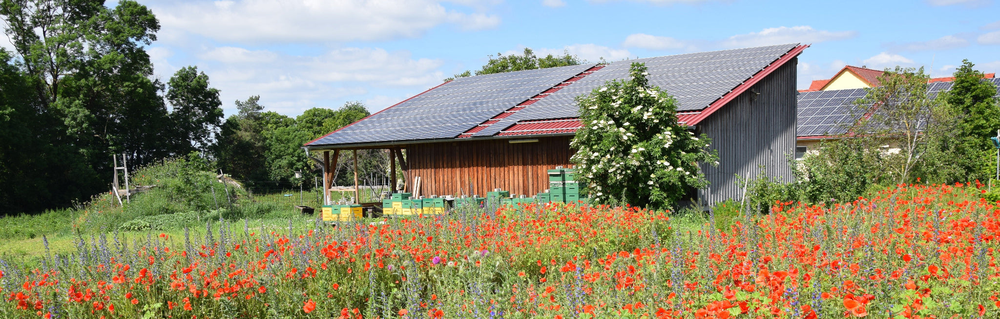 Unsere Imkerei von hinten aus Richtung Nenzenheim im roten Blütenmeer