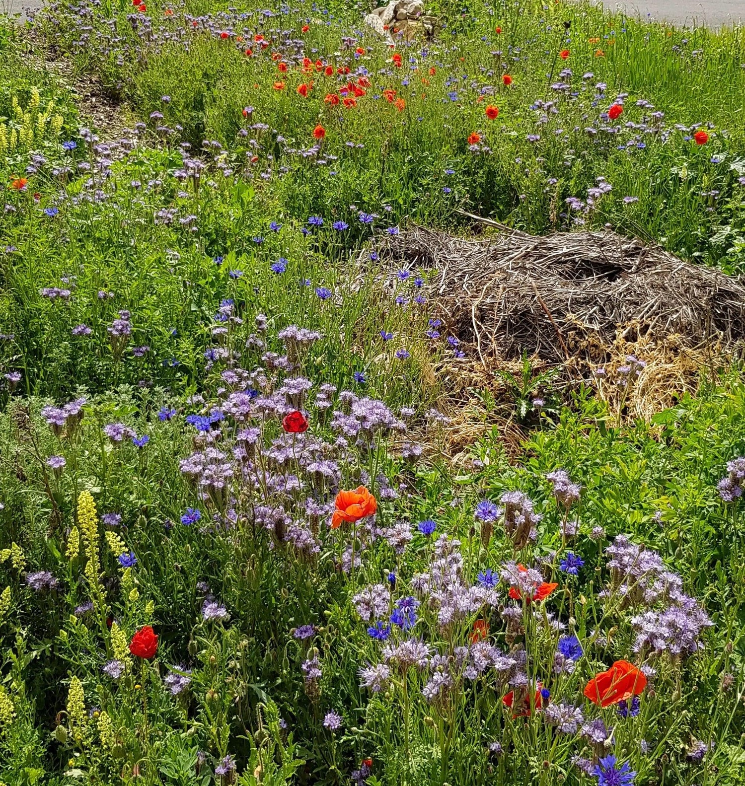 Blühpatenschaft 50m² - Insektenschutz mit Honig-Dankeschön - Bienenhof-Keil-Shop