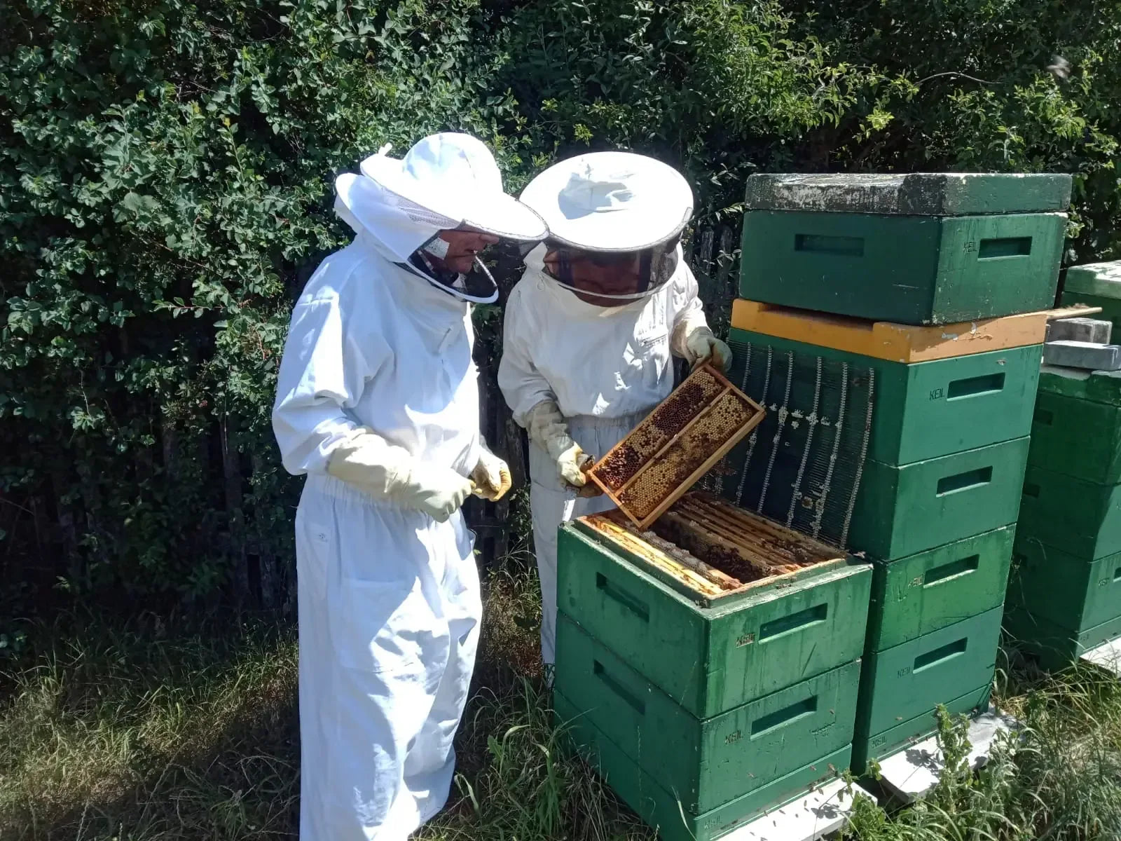 Bienenpatenschaft - Imkerei hautnah erleben mit 12 Gläsern Honig - Bienenhof-Keil-Shop